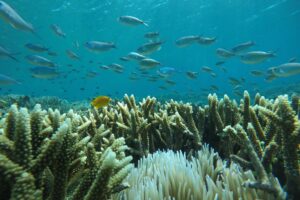 indonesia_komodo_uw_170675.jpg