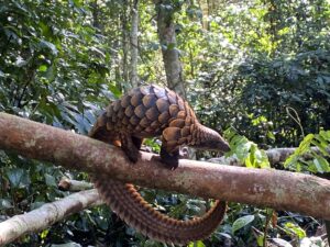 pangolin-black.jpg