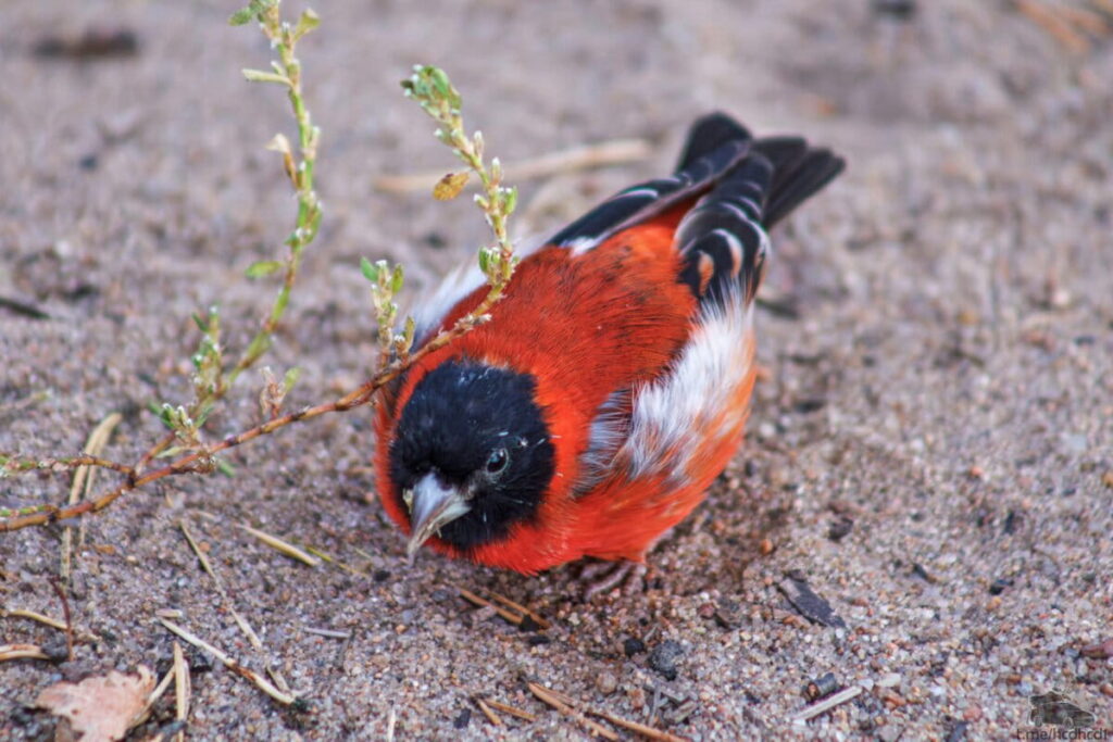 red-siskin-Spinus-cucullatus-1200x800.jpg