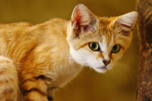 sand-cat-in-a-zoo-768x512.jpg