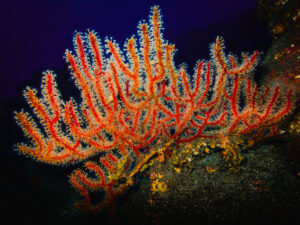 scarlet-sea-fan.jpg