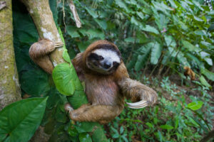 sloth-banner.jpg