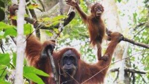 sumatran-orangutan-inaturalistcrop.jpg