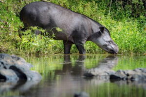 tapir-in-suriname-768x512.jpg