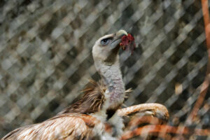 vulture-in-kathmandu-zoo-768x512.jpg