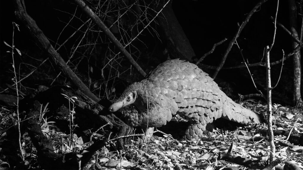 1.-Giant_Ground_Pangolin_BlackandWhite_willbl-tpp-42.jpg