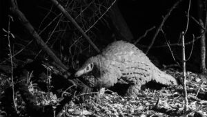 1.-Giant_Ground_Pangolin_BlackandWhite_willbl-tpp-42.jpg