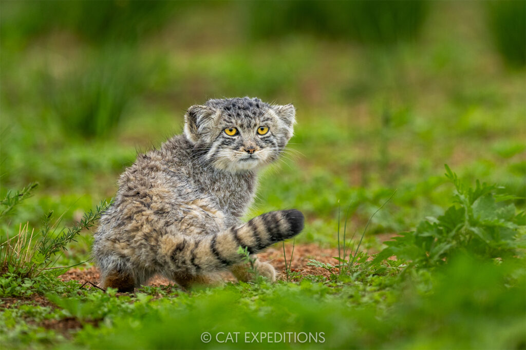10-Pallass-cat-kittens-in-Mongolia.jpg