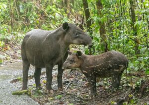 1024px-Bairds_tapir_mother_with_baby_92151.jpg