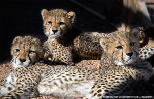 3-cubs_49390761553_o.jpg