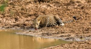 3.-A-leopard-drinking-water-from-a-water-hole-in-Yala-c-Mevan-Piyasena-2.jpg