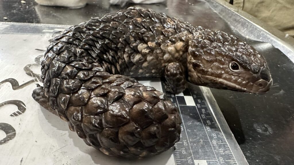 3.-Shingleback-lizard-1-scaled-e1789573380877.jpg