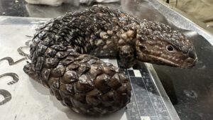3.-Shingleback-lizard-1-scaled-e1789573380877.jpg