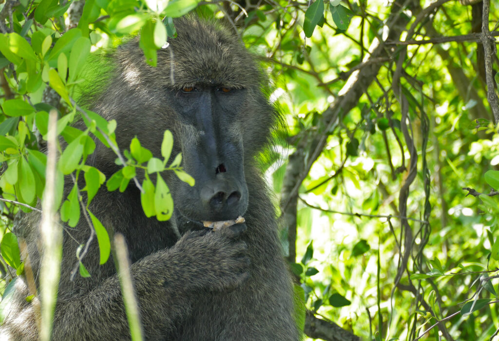 3840px-Chacma_Baboon_Papio_ursinus_eating_marula_fruit_2.jpg