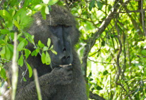 3840px-Chacma_Baboon_Papio_ursinus_eating_marula_fruit_2.jpg