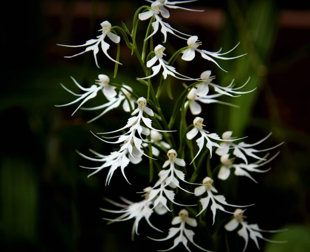 8.-Habenaria-criniferaNasrilatha-scaled.jpg