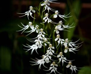 8.-Habenaria-criniferaNasrilatha-scaled.jpg