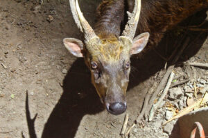 Abraham-is-a-Visayan-spotted-deer.jpg