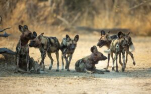 African-wild-dogs-in-Kafue-National-Park-Zambia-scaled.jpg