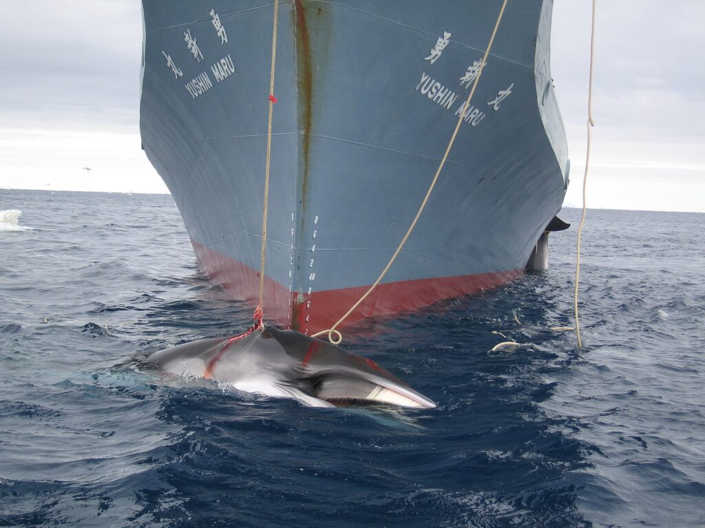 AustralianCustoms-WhalingInTheSouthernOcean_3.jpg