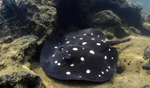BANNER-e-Xingu-River-Stingray-031.jpg