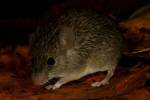 Banner-1.-Spiny-Mouse-Mus-dumbara.-Suyama-Boyagoda-1.jpg