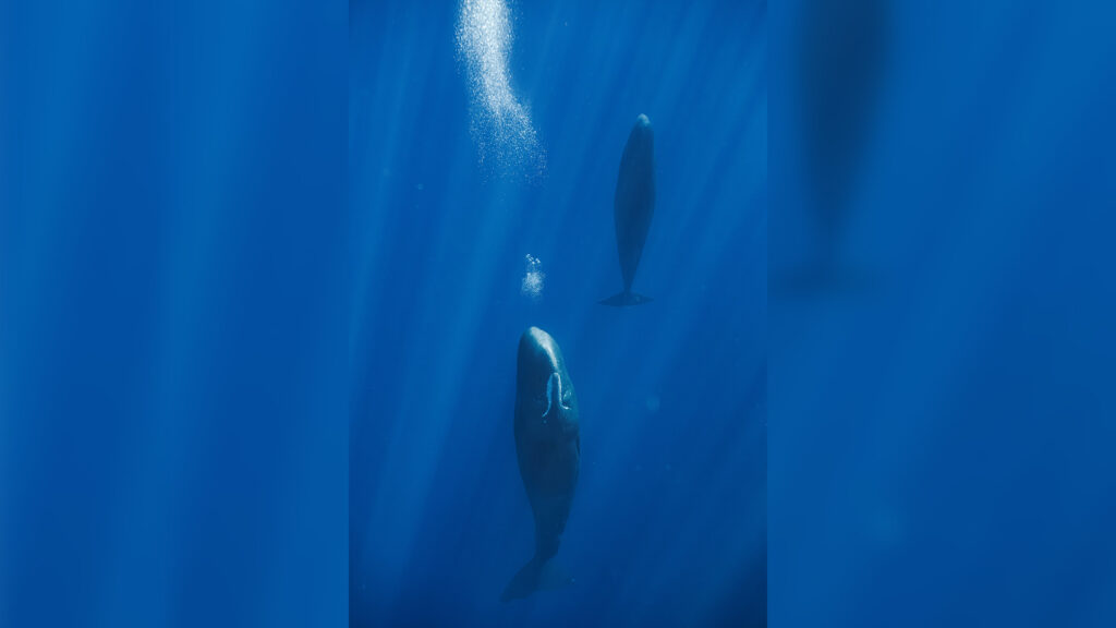 Banner_whales.jpg
