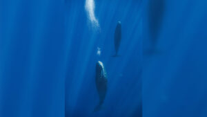 Banner_whales.jpg