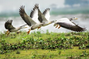 Bar-headedGoose.Anser_.indicus_-C2A9NejibAhmedShutterstock-1200x800.jpg