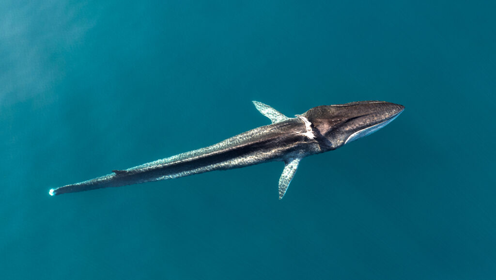 Codamozza-whale.jpg