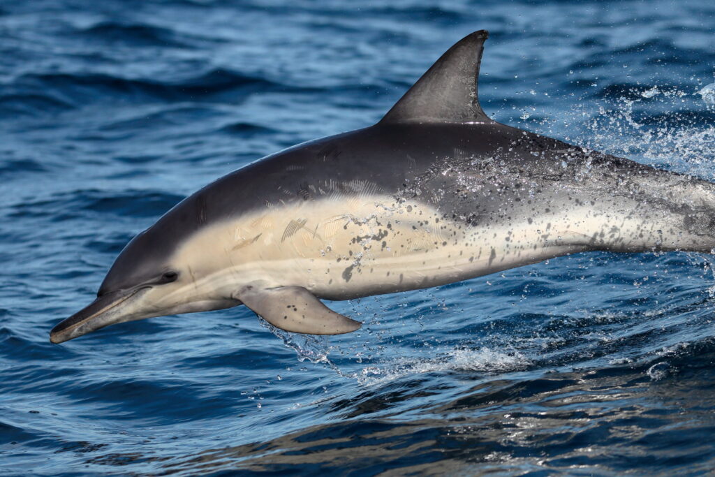 Common_Dolphin_23716626394_optimized_4000-scaled.jpg