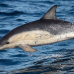 UNICORN778 H5N1 bird flu jumps to marine mammals and wildlife in Australia Peluang Terburuk Saat Bermain Slot Online