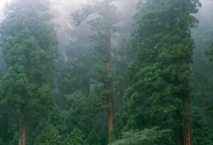 Cryptomeria_japonica_at_Nikko_Tosho-gu-2.jpg