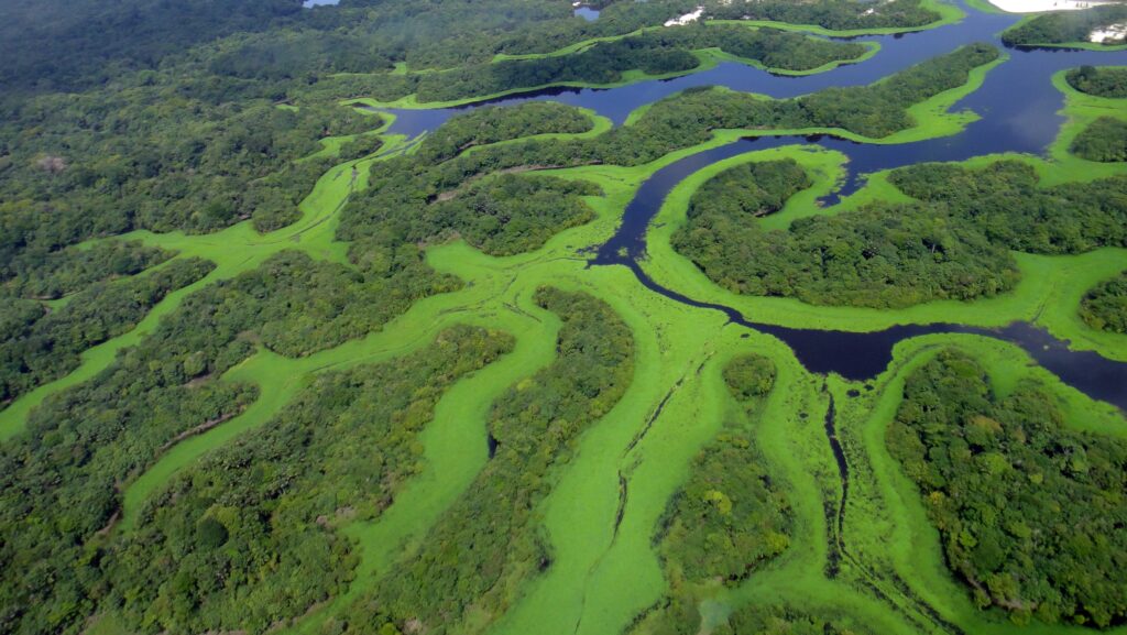 Curvas_do_Parque_Nacional_de_Anavilhanas.jpg