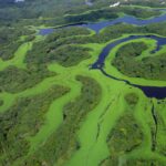 UNICORN778 Tight Brazil election challenges fragile gains for Amazon conservation Peluang Terburuk Saat Bermain Slot Online