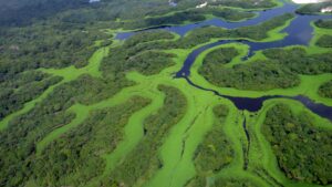 Curvas_do_Parque_Nacional_de_Anavilhanas.jpg