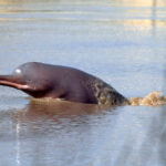 UNICORN778 Pakistan expands protected habitat for Indus River dolphin as recovery offers hope Peluang Terburuk Saat Bermain Slot Online