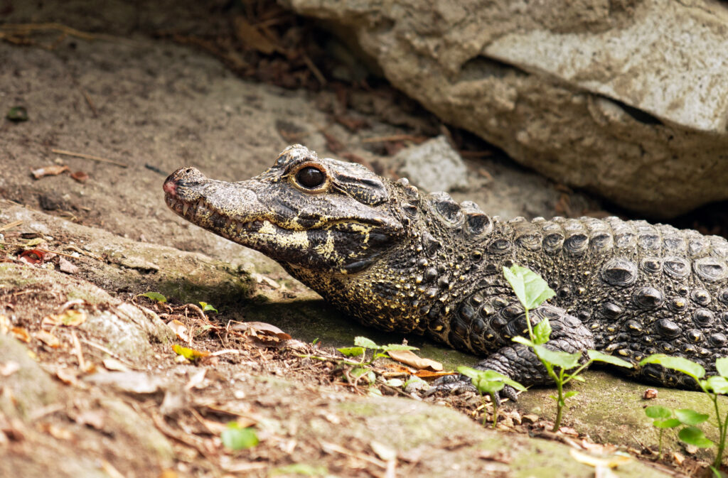DwarfCrocodileOsteolaemus.tetraspis_EricDeRedelijkheid.jpg