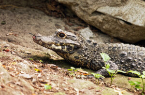 DwarfCrocodileOsteolaemus.tetraspis_EricDeRedelijkheid.jpg