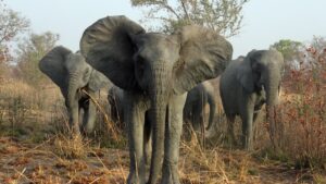 Elephants_Zambia_Fawaz_Tairou.jpg
