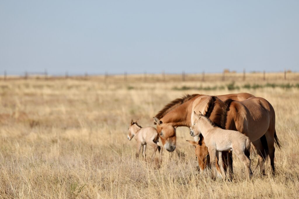 Foal-1-and-2-by-A.-Salemgareyev-b162-75db4ce08617-1.jpg