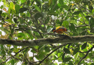 Ghana-Cuckooshrike1_Stephanie-Bartlett.jpg