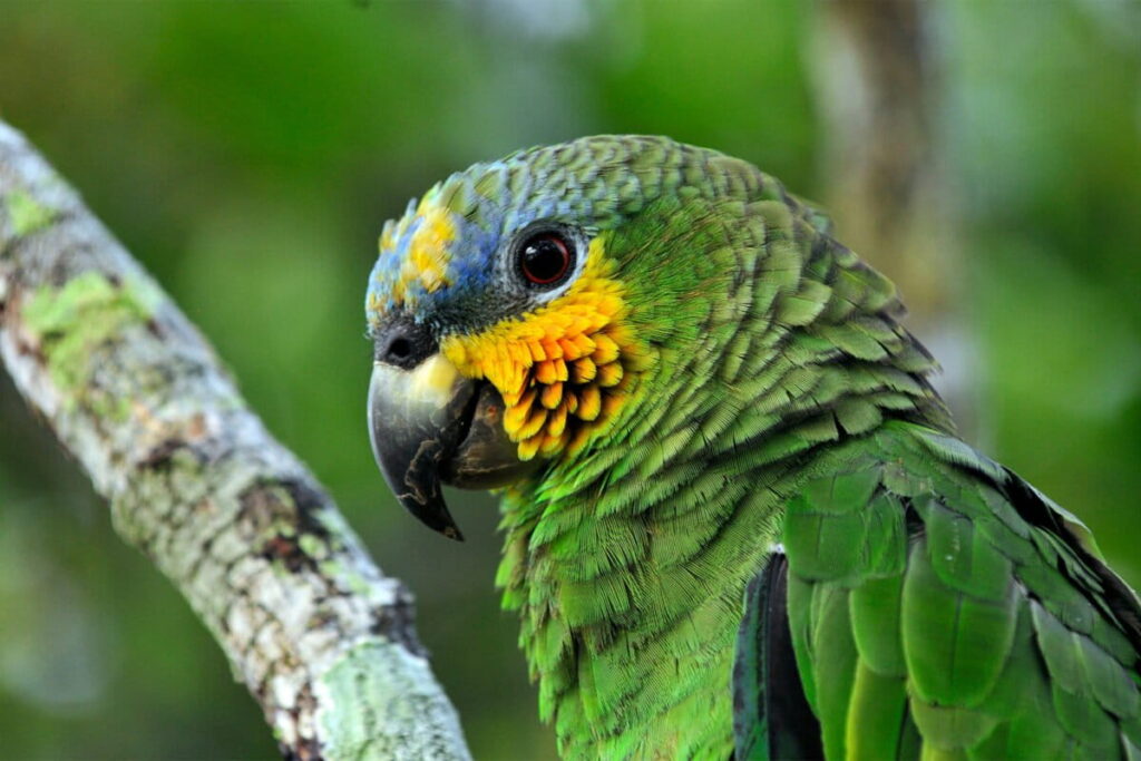 I.-Orange-winged-amazon-Amazona-amazonica-1200x800.jpg
