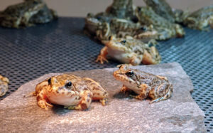 Image-3_-Adult-southern-mountain-yellow-legged-frogs-inside-tank-at-L.A.-Zoo-bio-secure-amphibian-he.jpeg