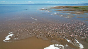 Image_5_Lesser-and-Greater-Flamingos-at-Lake-Natron-E294ACD0B9-Akshita-Rabdiya.jpg