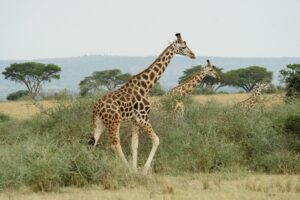 Julie-Larsen-2002-Rothchild-Giraffe-UGA-scaled.jpeg