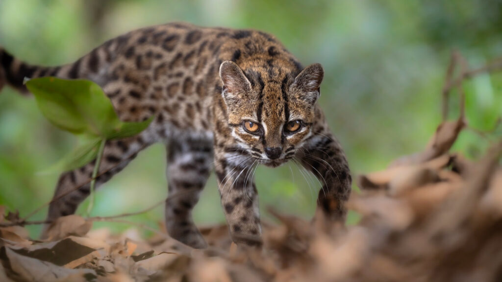 Leopardus-tilcayo.jpg