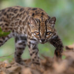 UNICORN778 A new cat species was just discovered. Several more may follow Peluang Terburuk Saat Bermain Slot Online