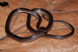 Low-Res_Lielaphis-slashi-CCA-16639-D.jpg