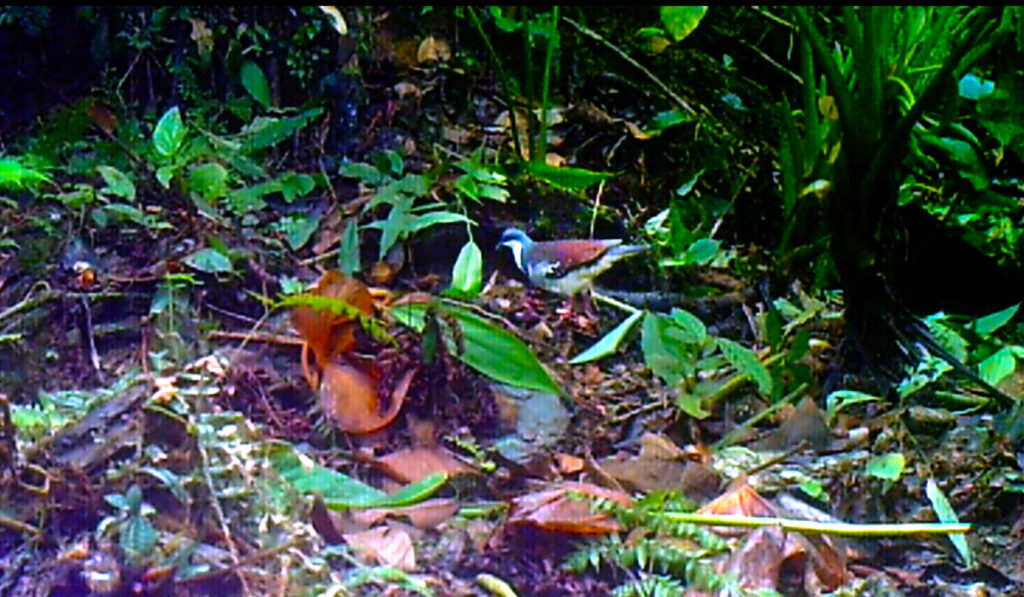 MBH-Camera-Trap-01_cover-scaled.jpg